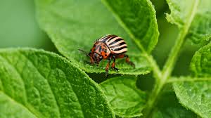 Pepper sprays work well to get rid of pill bugs organically. How To Get Rid Of Pill Bugs In The Garden 13 Proven Methods Gardening Tips And Tricks