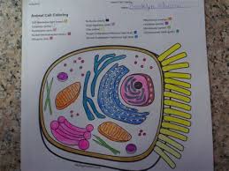 Biology corner plant cell coloring page printable coloring cell. Biologycorner Com Animal Cell Coloring Key Biologycorner Com Animal Cell Coloring Answer Key Cells Looking To Add Some Decoration To All Your Bullet Journal Spreads S8ua23
