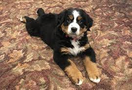 Bernese mountain dog puppies near michigan. Bernese Mountain Dog Puppy Joins North Carolina Funeral Home To Comfort Grieving Families People Com