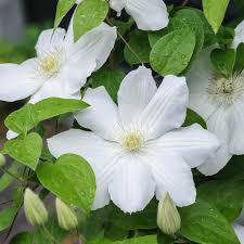 Image result for Clematis simensis