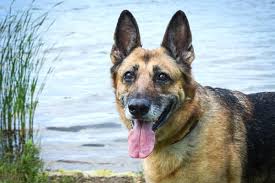 Akita shepherd was defending his territory very brave and tried to scare our rottweiler by strong barkin. 15 Top Wanted German Shepherd Mixes How To Know About Anything German Shepherd