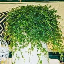 Pin By Sarah Brandau On The Greenhouse Cactus House Plants Plants Indoor Plants