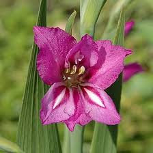 Image result for Gladiolus magnificus