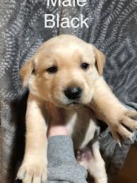 Red golden retriever puppies for sale ontario. Goldador Pups Classifieds Buy Sell Trade Or Rent Lake Ontario United Lake Ontario S Largest Fishing Hunting Community New York And Ontario Canada