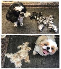 My dog and i just moved to davie where we had to leave behind my dog's day camp of 4 years. 100 Tlc Pet Haven Grooming Portfolio Ideas Grooming Pets Tlc