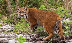 Bismarck bobcats hockey, bismarck, north dakota. Bobcats Paws