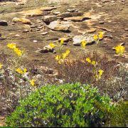 Image result for Landolphia incerta