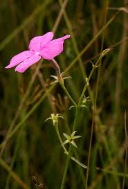 Image result for Cycnium