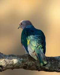 Image result for Burttia prunoides