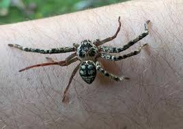 Ano novo, novo ciclo: a renovação das aranhas pela ecdise