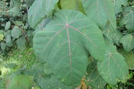 Image result for Macaranga schweinfurthii