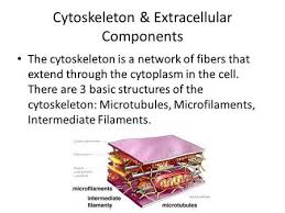 We did not find results for: Intercellular Junctions In Plants Plasmodesmata Channels In Which Plant Cell Walls Are Perforated With Functions Of Plasmodesmata Include Allowing Ppt Download