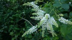 Image result for Buddleja asiatica