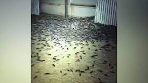 Im australischen bundesstaat new south wales haben sich die tiere so sehr ausgebreitet, dass bauern teils schwere. Apokalyptische Szenen Massive Mauseplage Uberrollt Australien