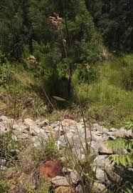 Image result for Sonchus schweinfurthii