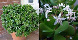 Check spelling or type a new query. Krishna Nursery Jade Plant The Jade Plant Crassula Ovata Is Another Low Maintenance Succulent With Delicate Pink Or White Flowers That Bloom In The Spring It Is A Versatile Home Remedy Used