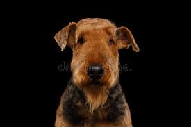 Breed purists may say that terrier coats should never be clipped because it makes the coat softer and more prone to matting. Airedale Terrier Dog On Isolated Black Background Stock Photo Image Of Canine Alertness 173627308