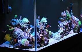 Reef aquariums use rock to create structures in which live coral is attached or placed. Reef Tank Aquascapes 15 Stunning Design Tips The Beginners Reef