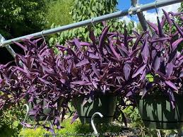 Image result for Tradescantia pallida