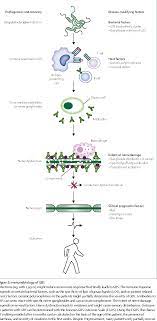 Maybe you would like to learn more about one of these? Pdf Clinical Features Pathogenesis And Treatment Of Guillain Barre Syndrome Semantic Scholar