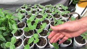 Check spelling or type a new query. Tips On Starting Transplant Cucumbers Squash Zucchini In Cups Trg 2015 Youtube