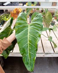 Pin On Houseplants