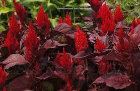 Celosia Argentea New Look Red Red Plants Plants Annual Color