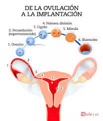 Sangrado Por Implantacion Todo Lo Que Necesitas Saber Mi Bebe Y Yo
