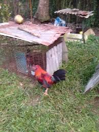 2) pagkalampas ng bayan ng silang, abangan ang petron gas station sa tabing kanan. Dark Kelso Stag Nene Aguilar Line Howling Winds Backyard Gf Facebook