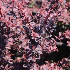Image result for Berberis