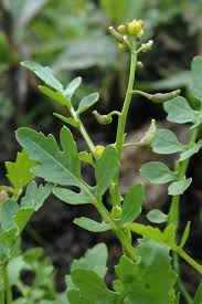 Image result for Rorippa