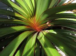 Image result for Pandanus utilis