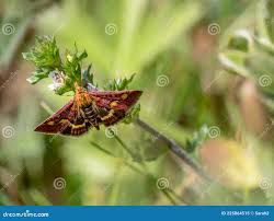 Image result for Pyrausta purpuralis