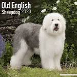 Old English Sheepdog Dog Breed Information