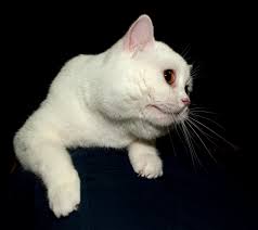 File:BRI Ch.Шенди Дживс Джевел (4175986767).jpg