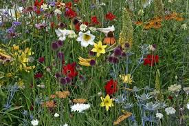 Reno, sparks & northern nevada. What Is A Wild Garden Inhabitat Green Design Innovation Architecture Green Building