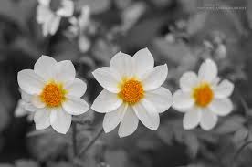 Download Three Flowers By Konstantin Sevostyanov Flowers Photography Color Splash Flower Photos