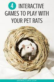 4 Interactive Games To Play With Your Rats Animallama Pet Rats Pets Rats