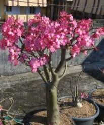 Image result for Ctenium somalense