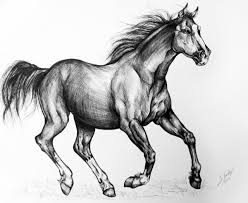 Mustang Horse Drawing Horses Mustang Horse Horse Drawing
