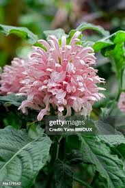 Image result for Justicia carnea