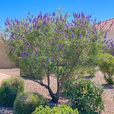 Bright, shiny foliage turns red and purple early in the fall. Flowering Trees Arizona Tree Nursery Flowering Trees For Sale Chandler Gilbert And Queen Creek