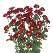 Check spelling or type a new query. Red Daisy Spray Mums Florabundance Wholesale Flowers