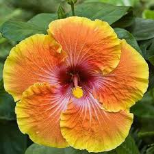 They bore into the surface tissue of the leaves and twigs, causing telltale red spots leaves turning brown on dogwood tree? Hibiscus Plant Care Tips Growing Planting Cutting Pruning Diseases Pests Leaves Seeds