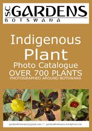 Image result for Abutilon englerianum