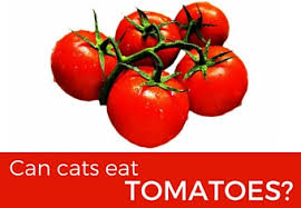 The following factors play a key role. Can Cats Eat Tomatoes Cattention