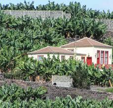 Lapalmaisland Bananen Lapalmalovers Lapalma Urlaubsparadies Kanaren Urlaub