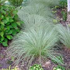Image result for Carex lycurus
