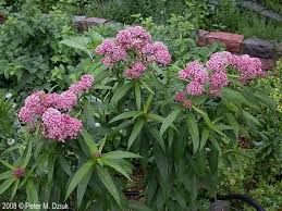 Fall Planting Red Swamp Milkweed Asclepius Incarnata Etsy In 2020 Swamp Milkweed Milkweed Plant Hummingbird Plants