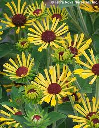 Jun 07, 2021 · a much underused coneflower is rudbeckia subtomentosa, best represented by a variety named henry eilers. Rudbeckia Subtomentosa Little Henry Havlis Cz